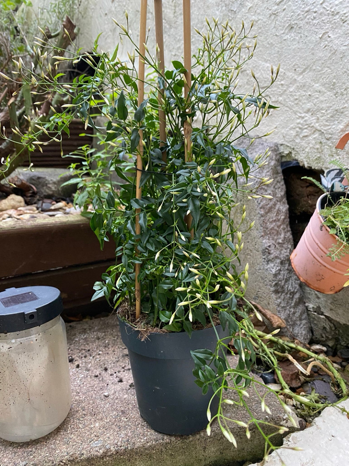 Jasmine | Danksound | Blipfoto