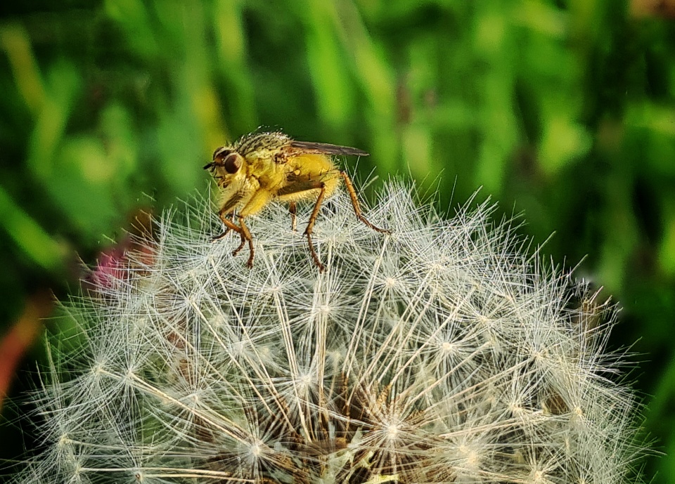Inleman Visitor | Ingleman | Blipfoto
