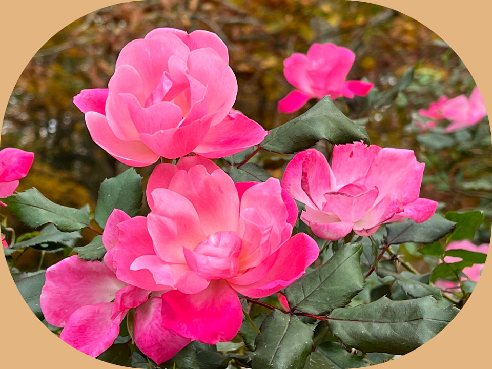 Rose In Gramie Knockout Roses in mid-November | Grammy | Blipfoto