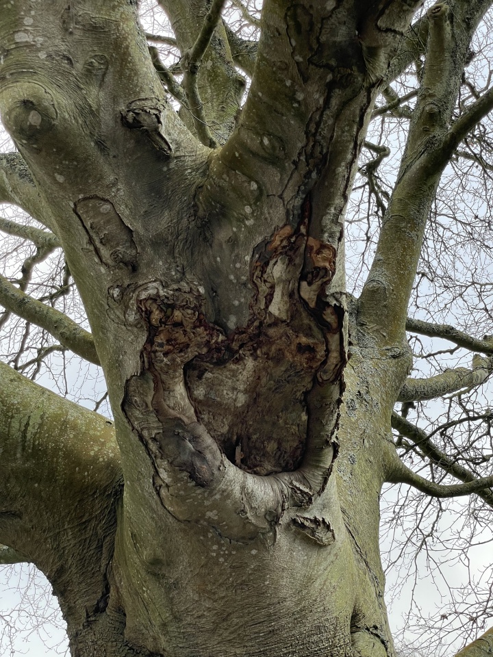What a grand old tree… | UrbanDonkey | Blipfoto