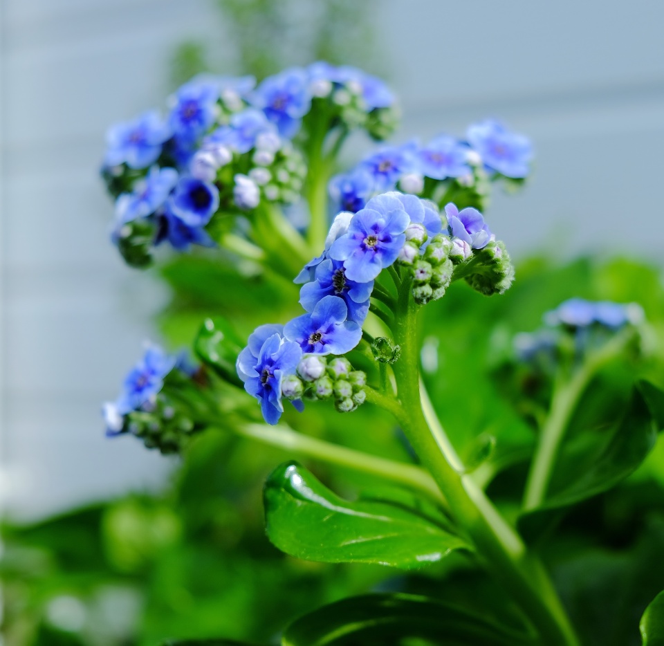 Flower Friday . . .Chatham Island V1k1 Blipfoto