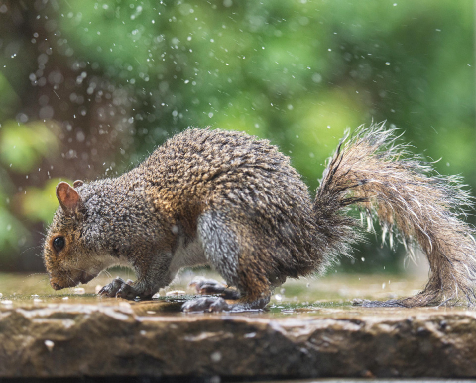 Unhappiness is a wet squirrel | maxellis | Blipfoto