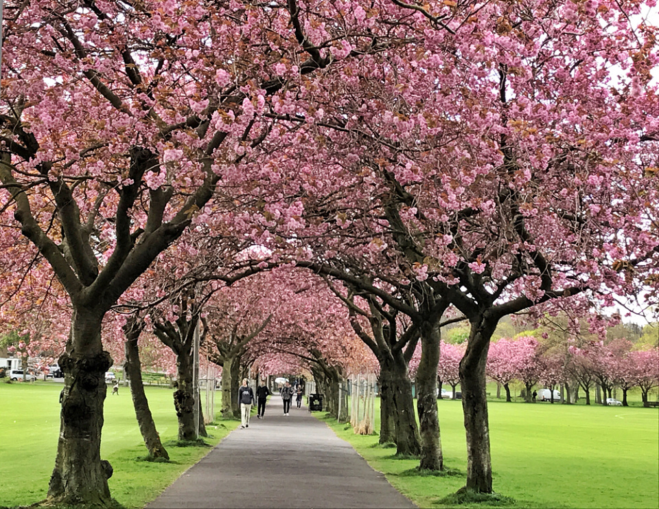 Meadows Cherry Blossom #2 | LadyFindhorn | Blipfoto