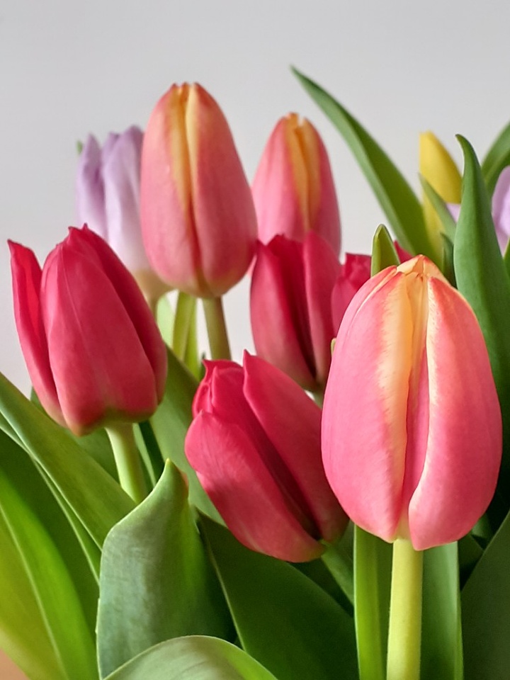 Anniversary tulips | 2575jma | Blipfoto