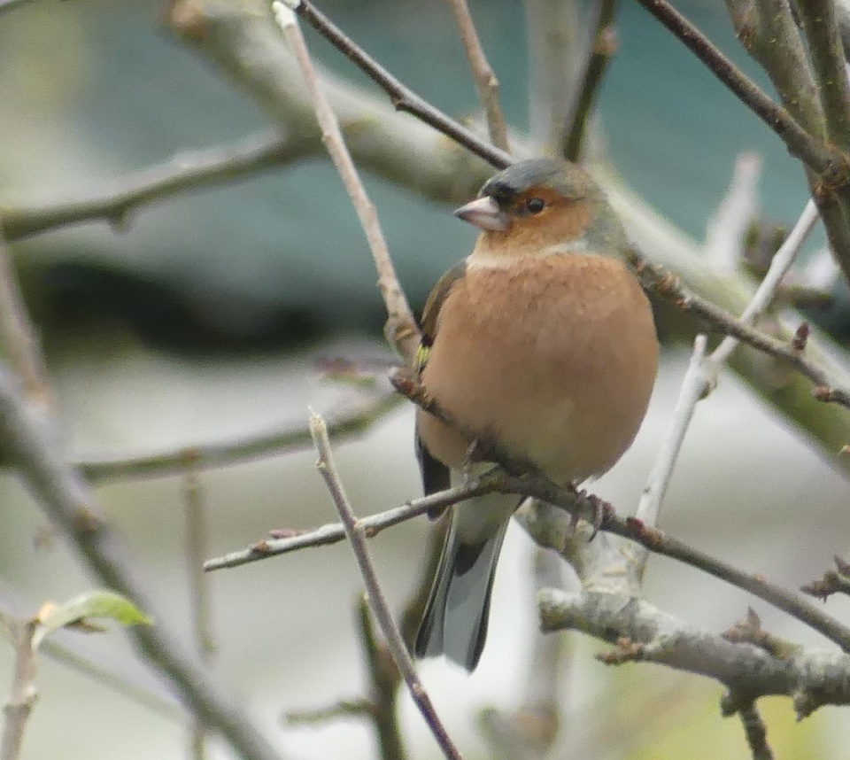 Chaffinch starts to show breeding colour | serpentine | Blipfoto