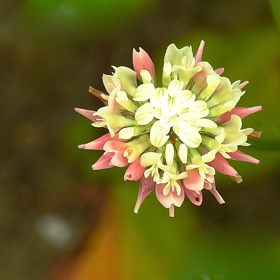 Wild Clover Flower Loisbiz Blipfoto