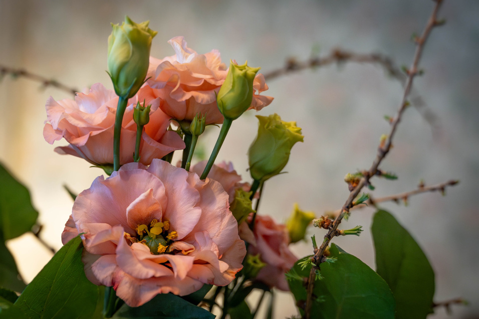 flower-friday-otornblom-blipfoto