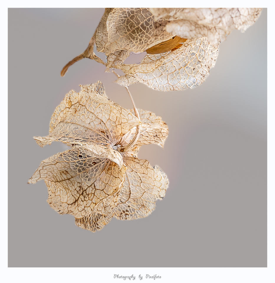 Shoo-Fly Skeleton | Pixelfoto | Blipfoto