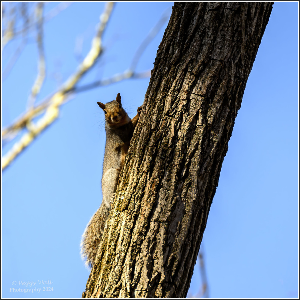 Squirrel Blip Friday KangaZu Blipfoto