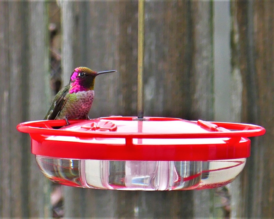 Anna's Hummingbird Couple | RonaldBerry | Blipfoto