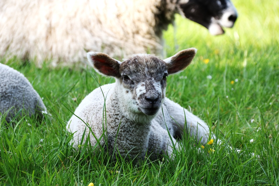 Sheep oeilduchat blipfoto