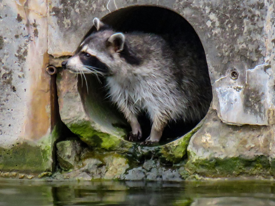 Raccoon in the pipe KevinV Blipfoto
