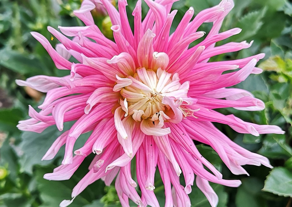 Dahlia | MerlotsDad | Blipfoto