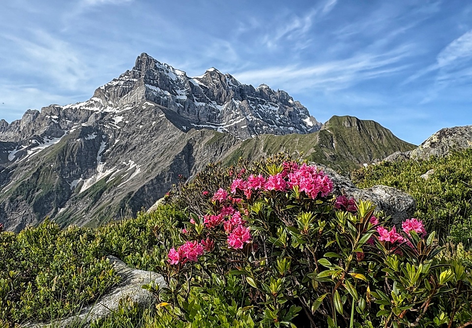 Alpine Rhododendron and the Ridge … | HilarysView | Blipfoto