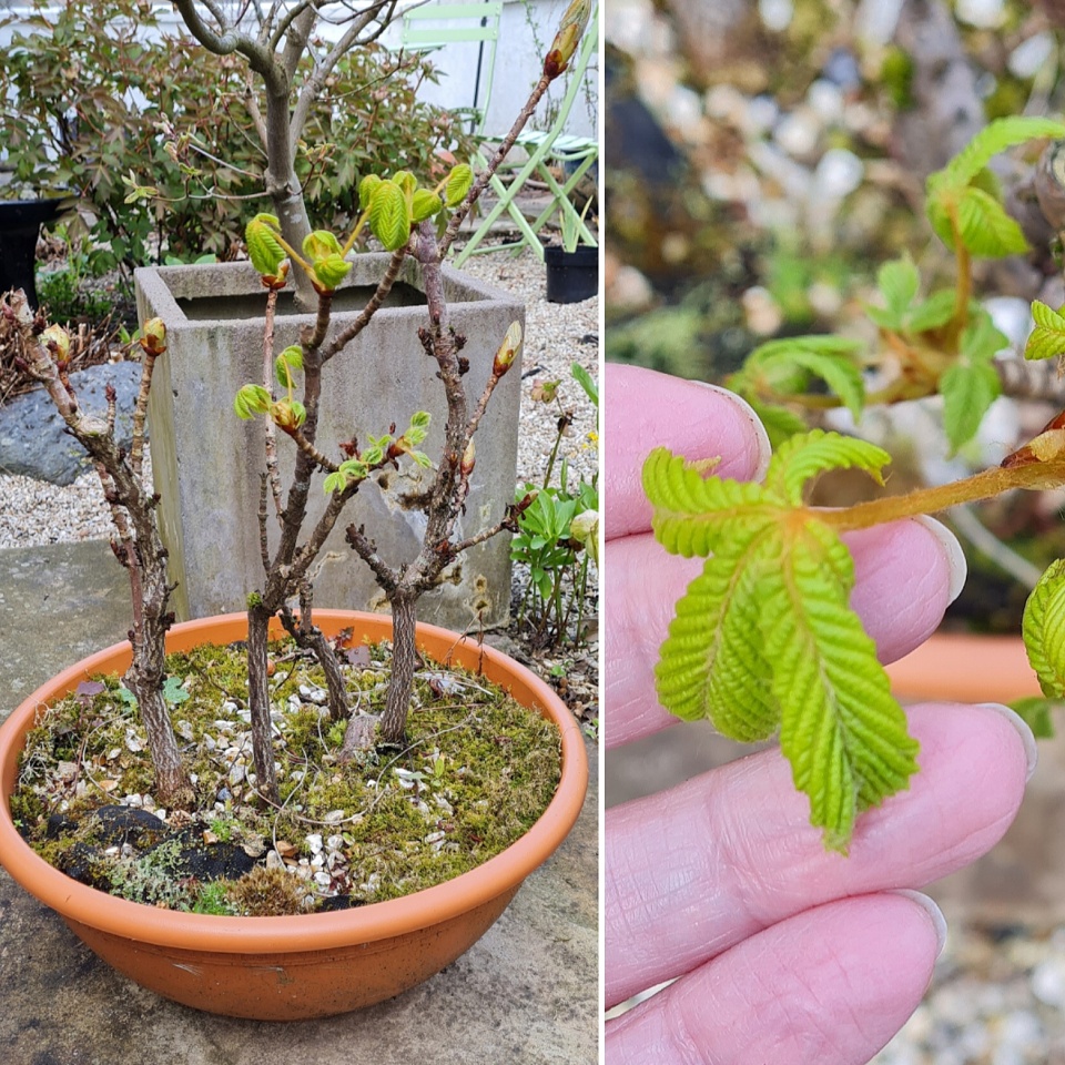 More Horse Chestnuts! aTinyGarden Blipfoto