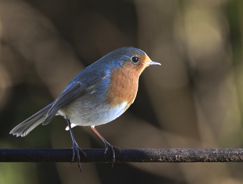 Asa Robi Hello robin! | Stiffknees | Blipfoto