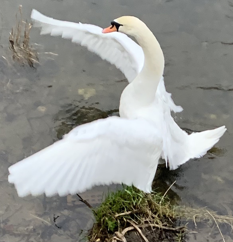 Ride a White Swan ayearinthelife Blipfoto