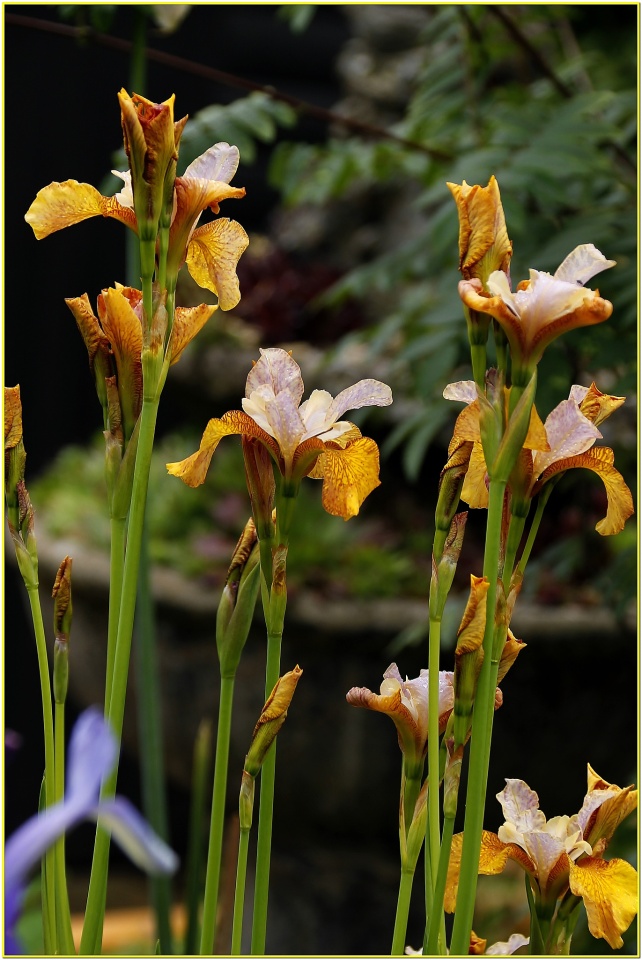 IRISES sunflower Blipfoto