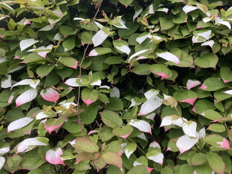 Actinidia kolomikta | Almondblossom | Blipfoto