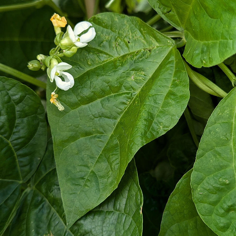 A bean plant leaf 60plus blipfoto