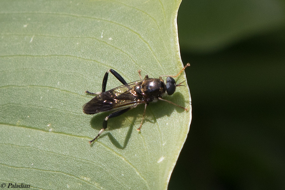 Wasp mimick Paladian Blipfoto