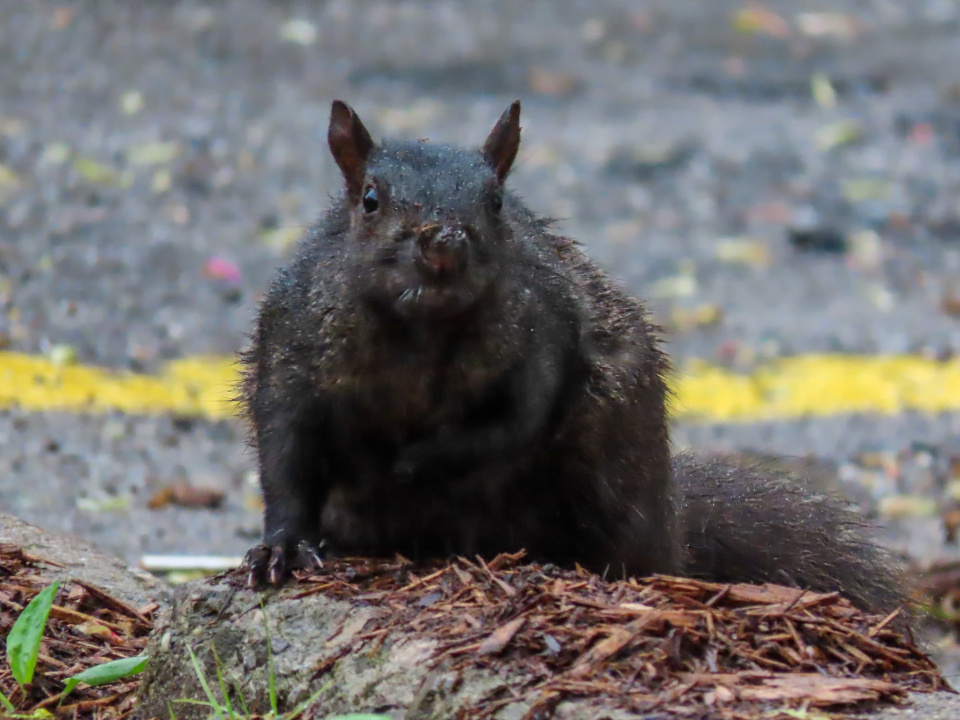 Wet Squirrel KevinV Blipfoto