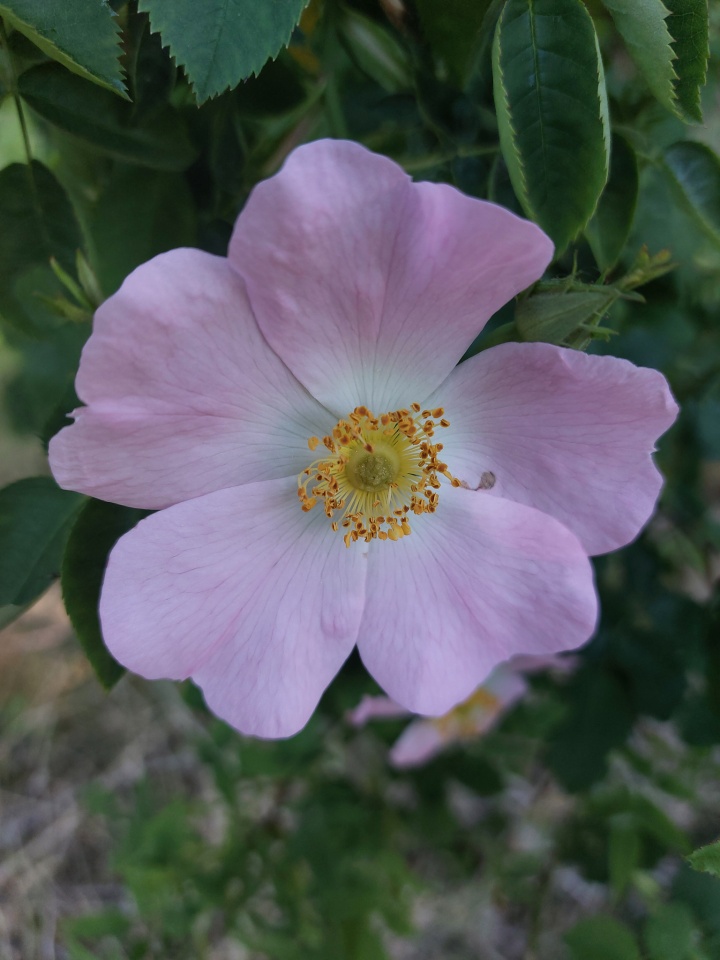 The Dog Roses are taking a... | chrisA | Blipfoto
