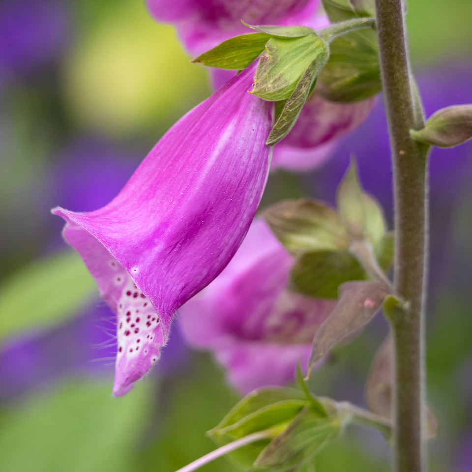 Foxglove Friday Bom Blipfoto foxglove-friday-bom-blipfoto