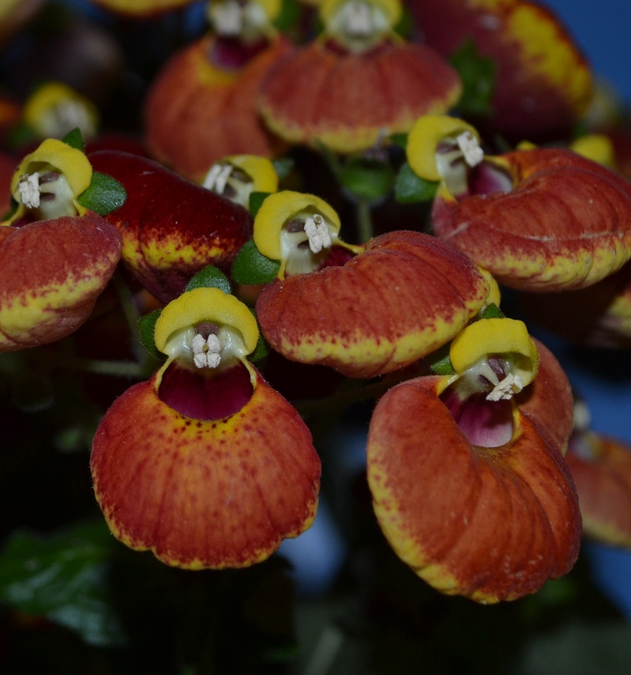 Calynopsis Calceolaria calynopsis | lovenature | Blipfoto