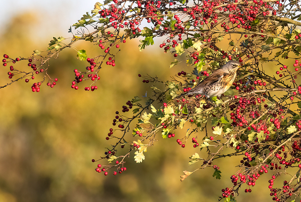 Fieldfare Hillyblips Blipfoto