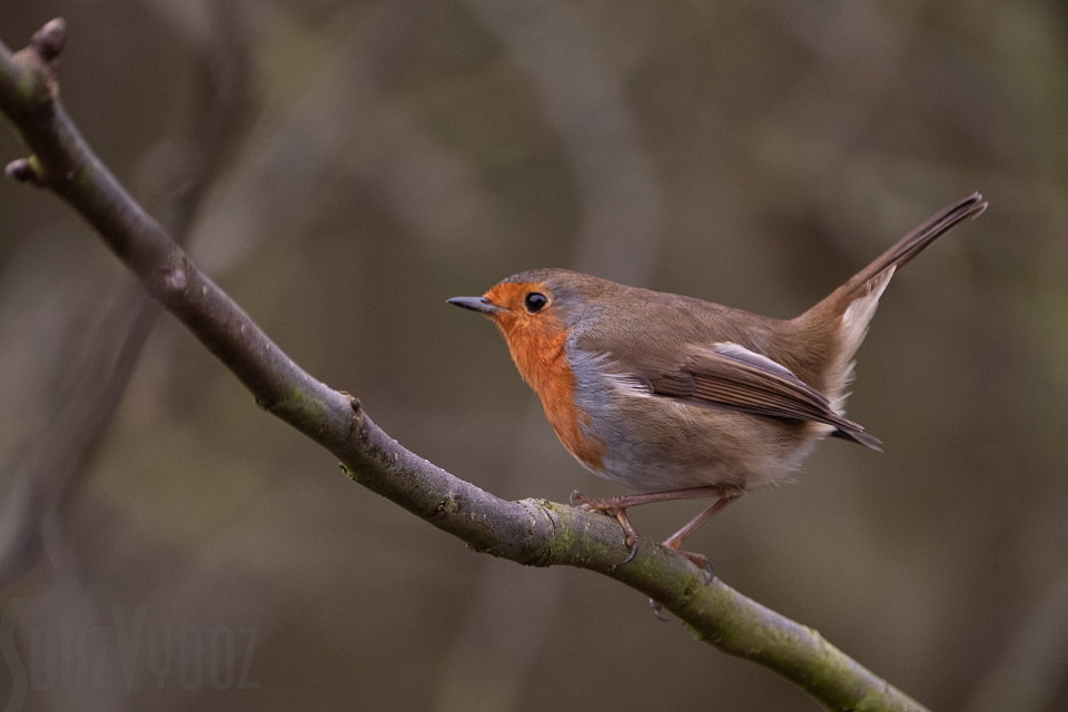 Robin with his tail up | suehutton | Blipfoto