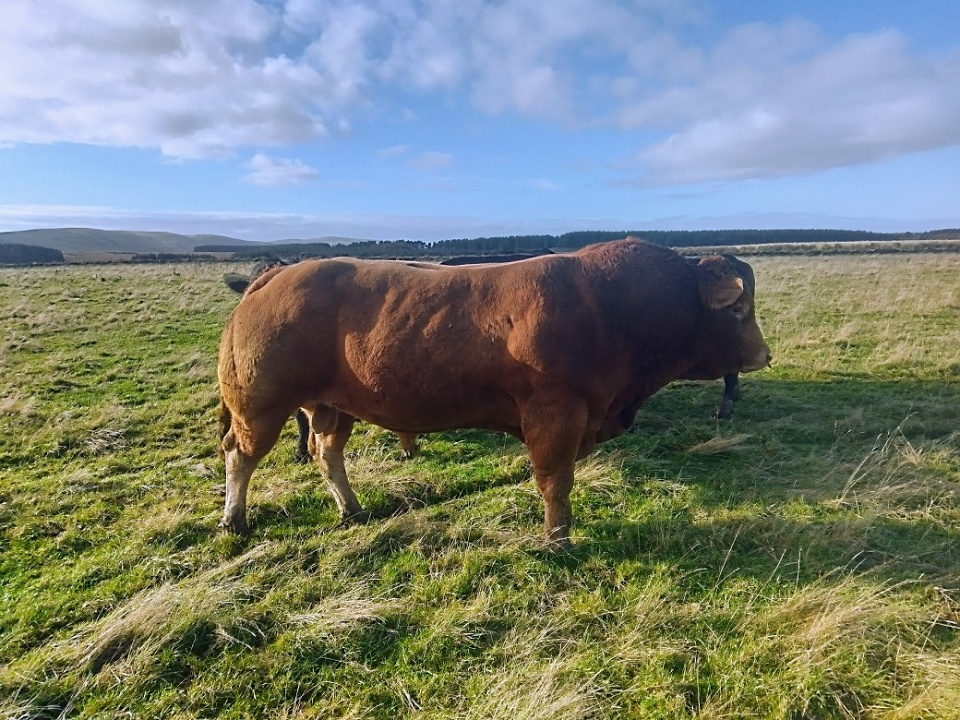 Bully cow store