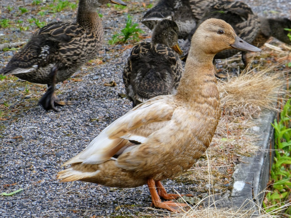 Beige duck | elgar1 | Blipfoto