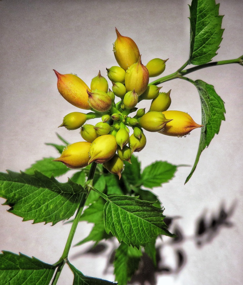 Even the Plants are Sweating! Memories4Me Blipfoto