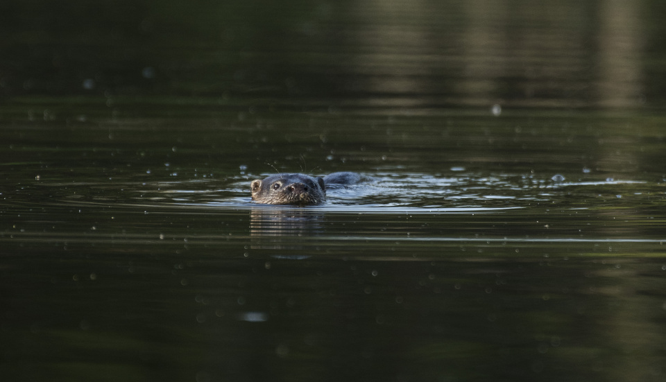 When Your Day Starts With An Otter... | Anth | Blipfoto