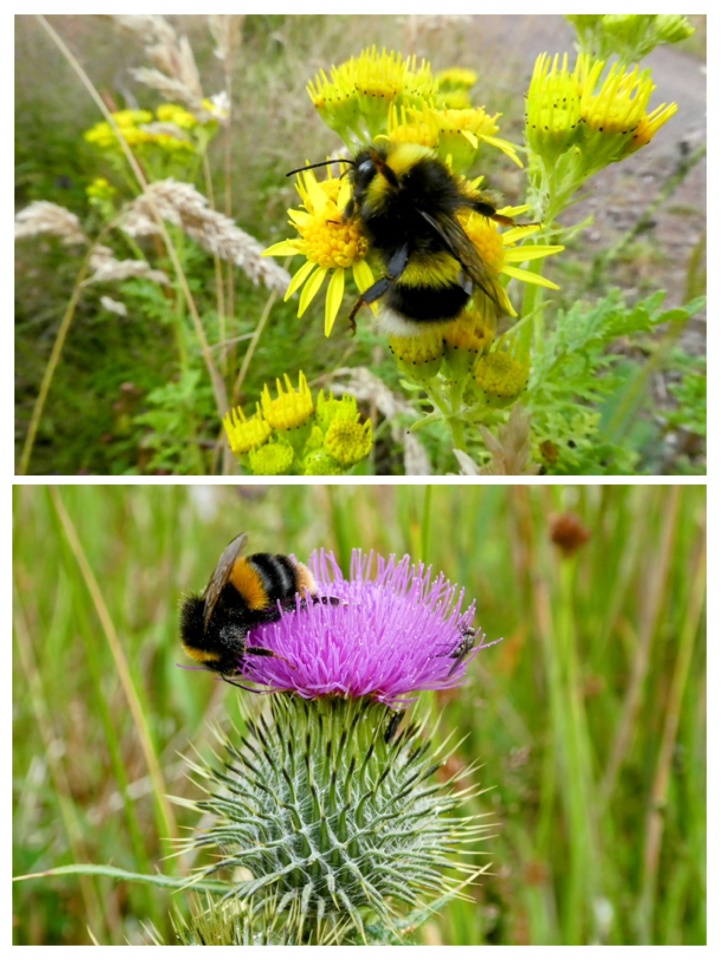 Busy Times Elgar1 Blipfoto busy-times-elgar1-blipfoto