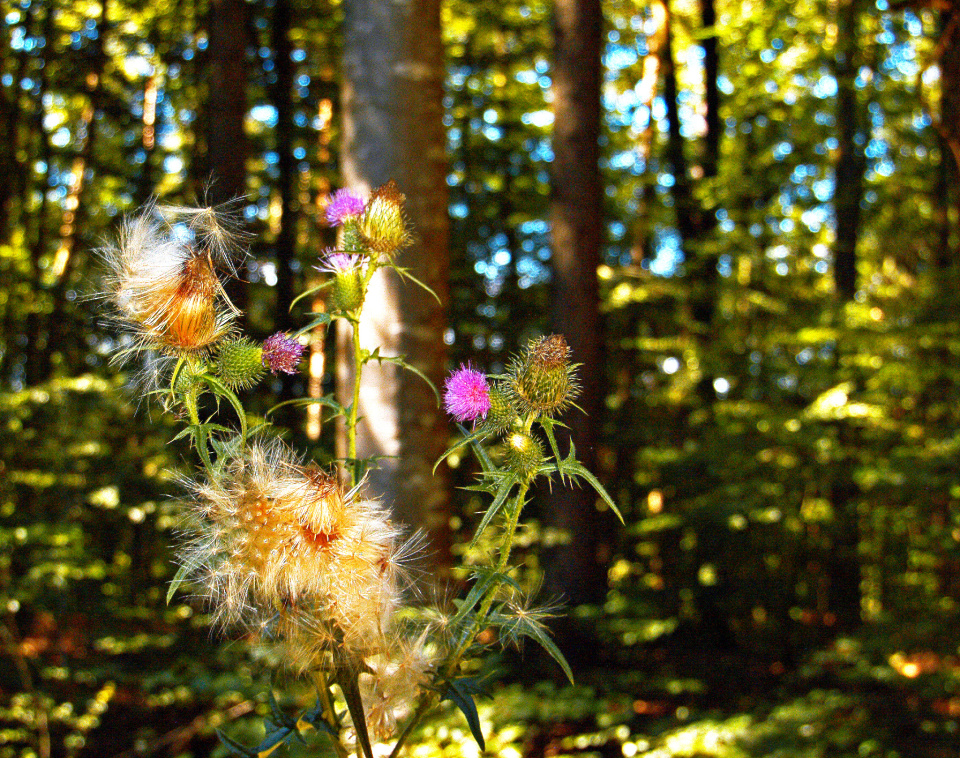 rainer-sigg-a-warm-regards-from-the-wood-rainersigg-blipfoto