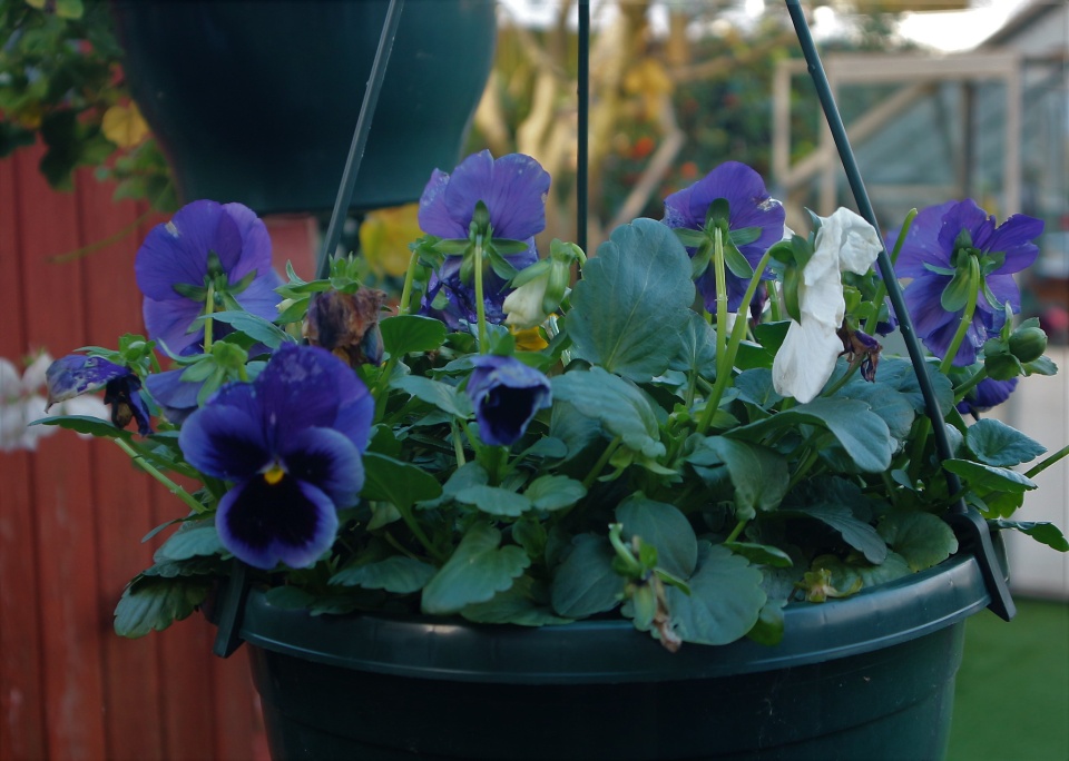 Pansy Hanging Basket. craftylady Blipfoto