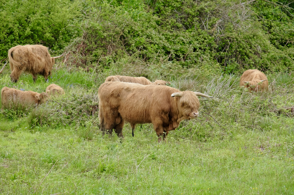 Muckle Coos cbimages Blipfoto