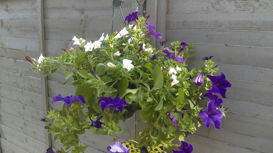 Trailing Petunias hanging basket!!! TruelyMadly Blipfoto