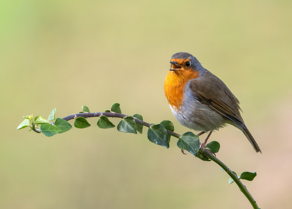 Morning Robin | AH14 | Blipfoto