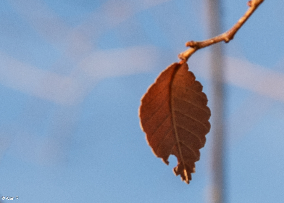 Leaf JohnEdward Blipfoto Leaf johnedward blipfoto