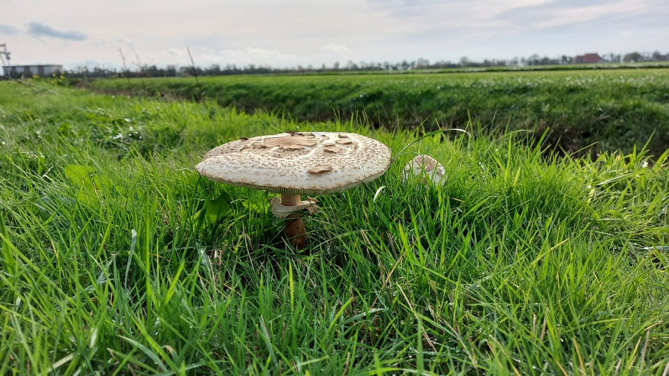 This mushroom looks like a flying saucer Marten Blipfoto
