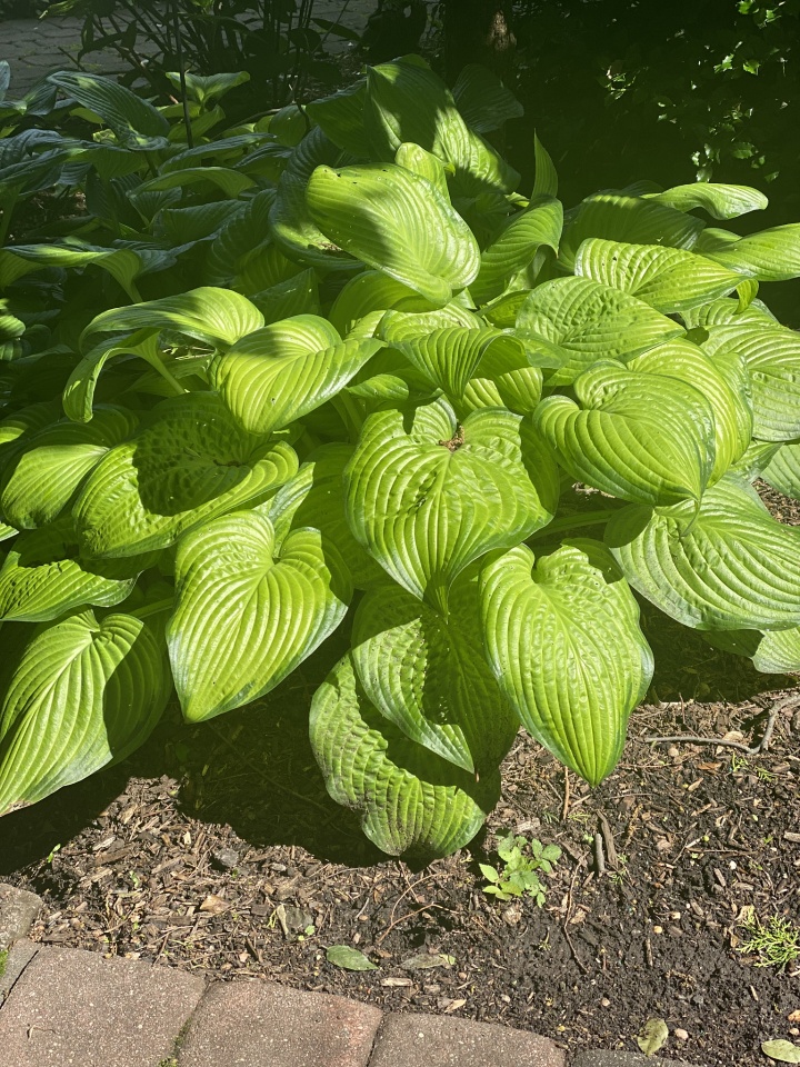 Elephant Hosta | Cara725blips | Blipfoto