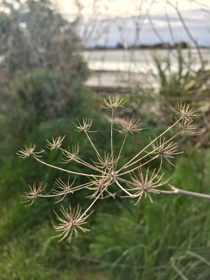 Wild Fennel seed head Thepainterswife Blipfoto