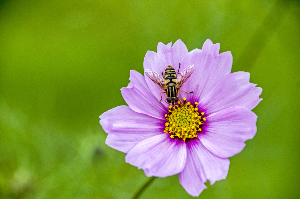 Pink cosmos flower with visitor ingeborg blipfoto
