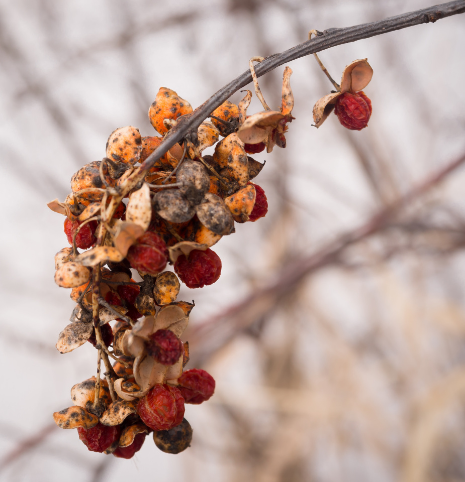 Dried Bittersweet | Sore1ste | Blipfoto