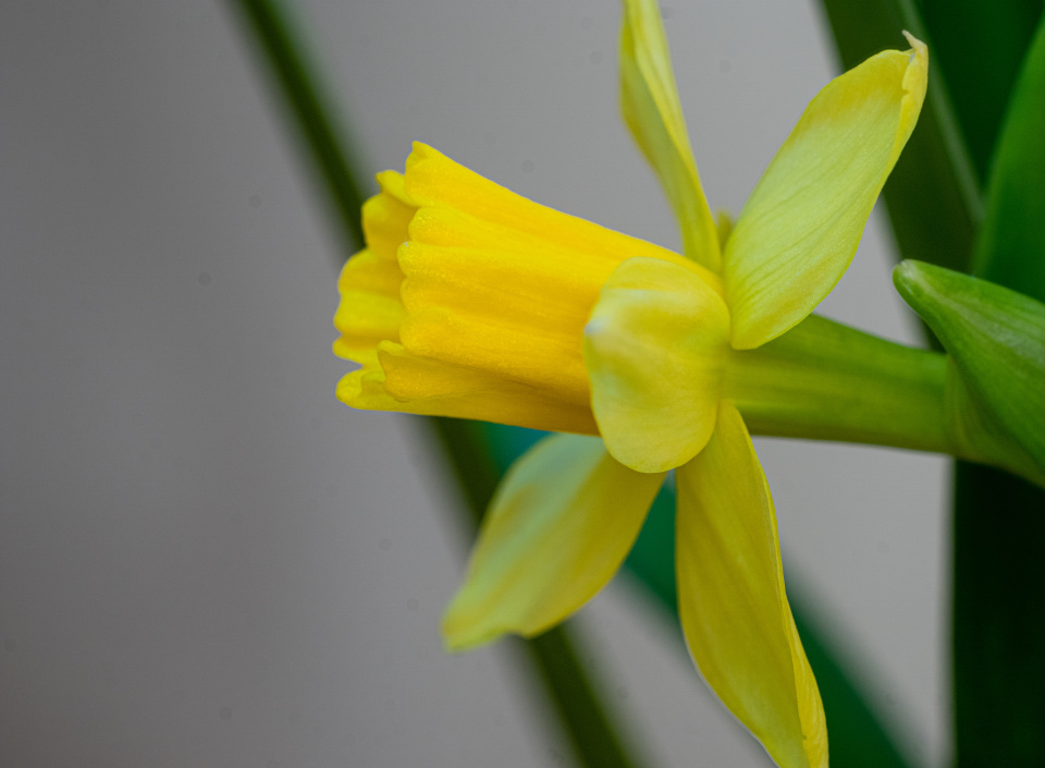 Indoor miniature daffodil | DNWinterburn | Blipfoto
