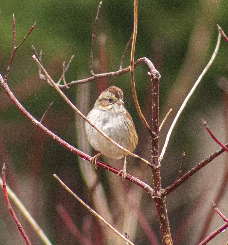 A damp day KathyH58 Blipfoto