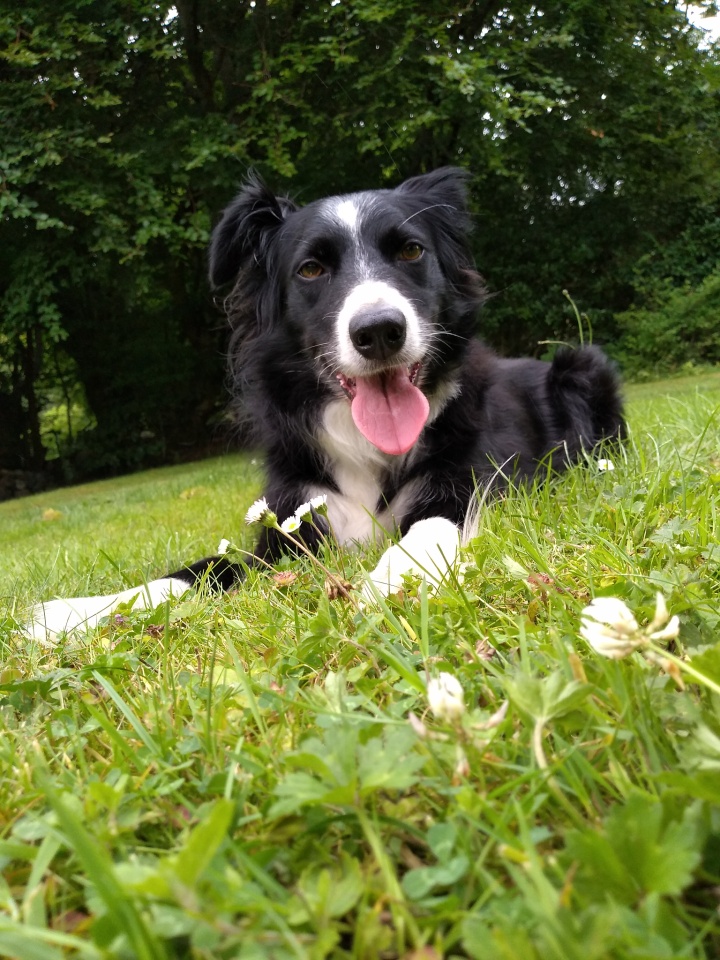 Happy Pooch MostlyMull Blipfoto